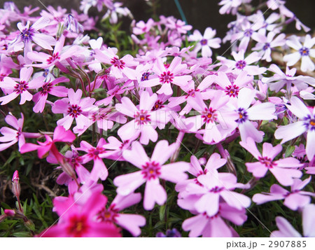 芝桜(シバザクラ) 2907885