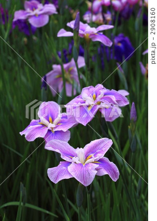千古の家の周囲には花菖蒲が満開 千古の家の周囲には花菖蒲が満開 2908160