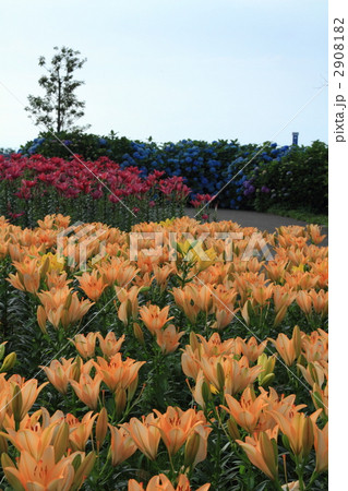 福井県坂井市春江町のゆりの里公園で真夏に百合が満開 2908182