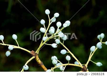 ユズリハ(果実) ユズリハ(果実) 2908328