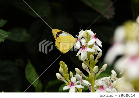 吸蜜するナミエシロチョウ 吸蜜するナミエシロチョウ 2908614