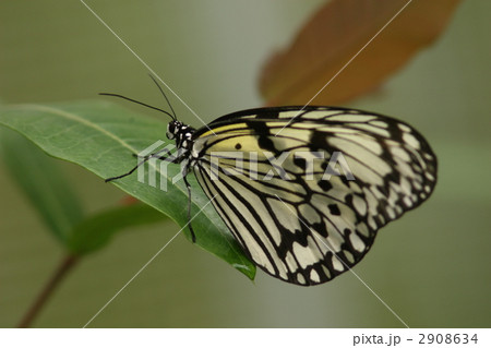 オオゴマダラ オオゴマダラ 2908634