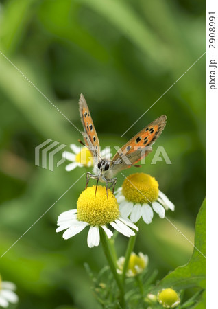 ベニシジミ 2908991