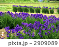 菖蒲畑 2909089