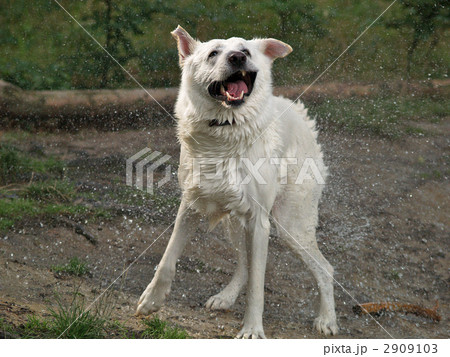 ホワイトシェパード 白い犬 水遊びの写真素材 ホワイトシェパード 白い犬 水遊びの写真素材