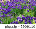 菖蒲畑 2909110