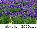 菖蒲畑 2909111
