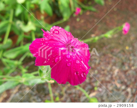 雨と酔仙翁  2909158