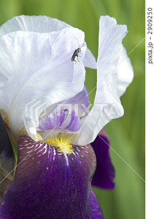 ジャーマンアイリス 2909250