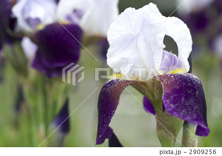 ジャーマンアイリス 2909256