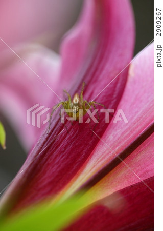 クモとユリ 2909267