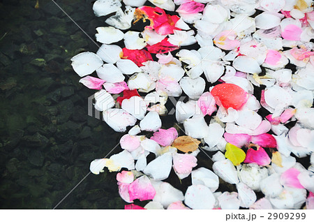水面に浮ぶ花びら 2909299