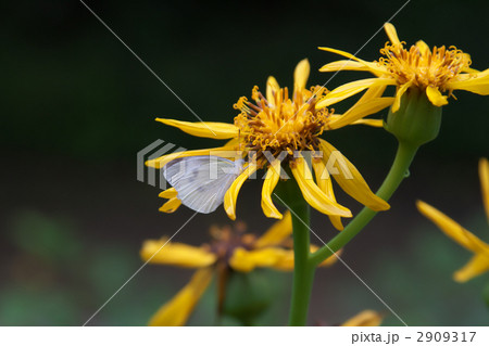 ツワブキとモンシロチョウ 2909317