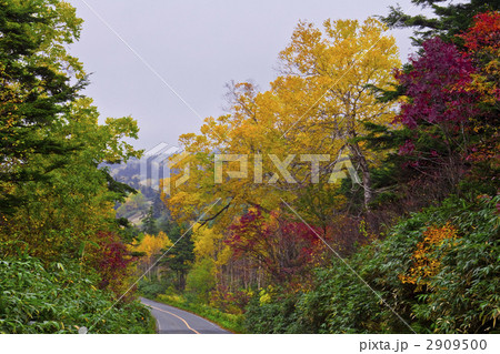 紅葉の道路 紅葉の道路 2909500