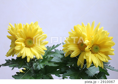 菊の花 菊の花 2910067