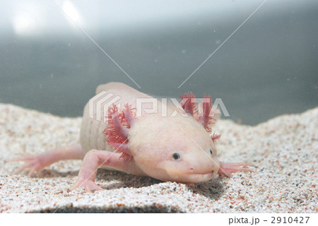 ウーパールーパー ウーパールーパー 2910427