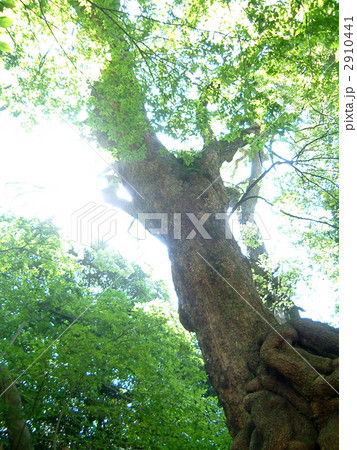 大楠 大楠 2910441