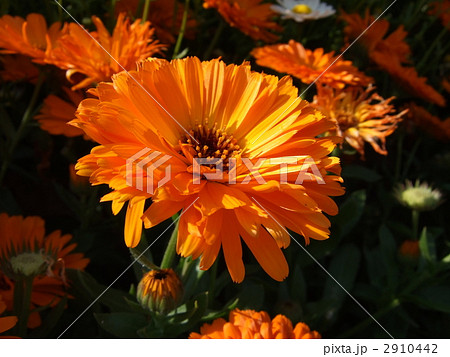 オレンジのガーベラ 2910442