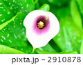 2910878