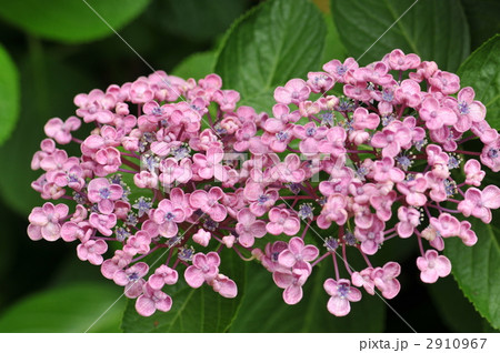 ウズアジサイ ウズアジサイ 2910967