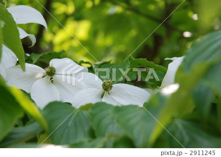 ヤマボウシ 2911245