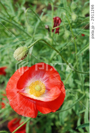 ポピー 2911266