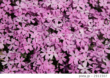 シバザクラ 2911507