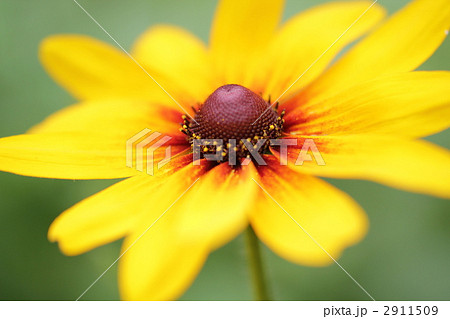 ルドベキアの花 2911509