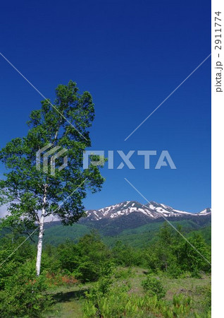 初夏の信州　乗鞍岳と乗鞍高原の白樺 2911774