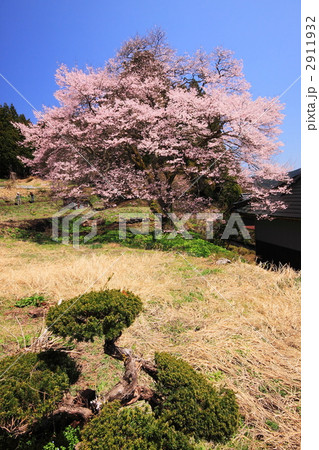 広島県円正寺の山桜 2911932