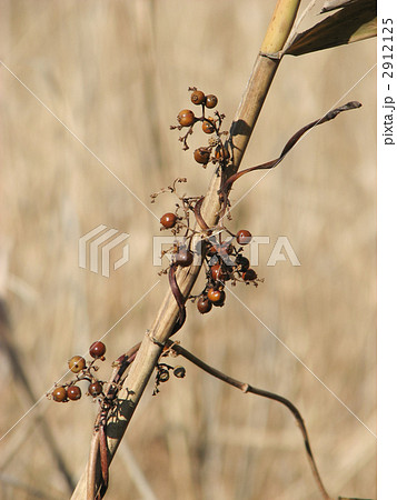 ヘクソカズラの実 2912125