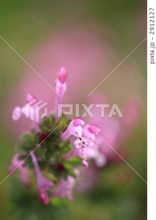 ホトケノザ ホトケノザ 2912127