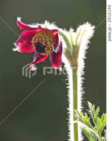 オキナグサ オキナグサ 2912140