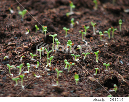 ペチュニアの発芽の写真素材