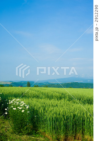 小麦畑 2912290