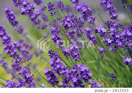 ラベンダー ラベンダーの花 ラベンダー ラベンダーの花 2912355