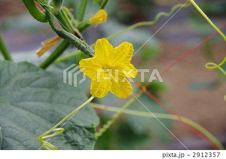 キュウリの花と実 キュウリの花と実 2912357