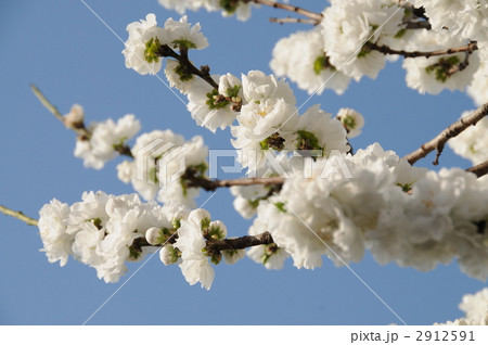 山桜 山桜 2912591