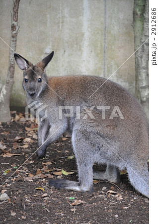 ワラビー 2912686