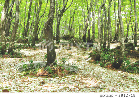 ブナと残雪模様-1 ブナと残雪模様-1 2912719