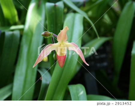 パフィオぺディルム パフィオぺディルム 2913452