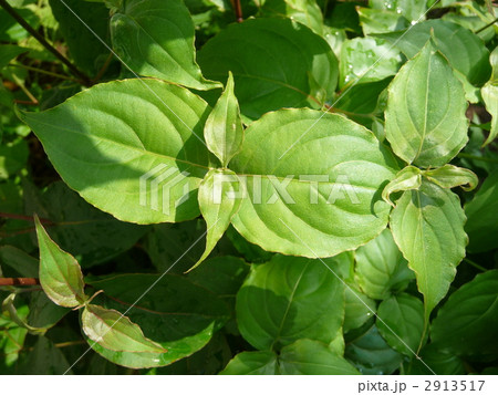 ヤマボウシの葉 ヤマボウシの葉 2913517