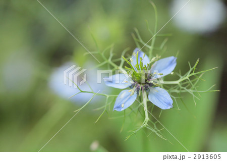 クロタネソウの花 2913605