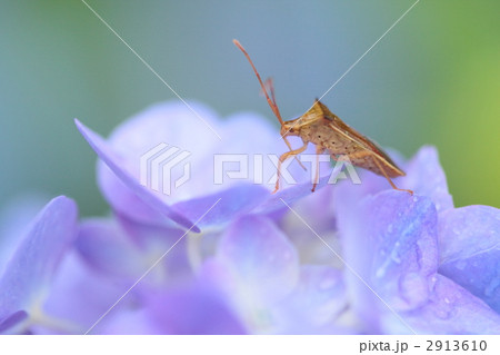 アジサイの花の上のカメムシ 2913610