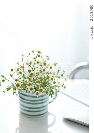 カモミールのフラワーアレンジメント