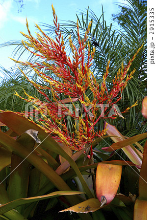 68109　エクメア 2915335