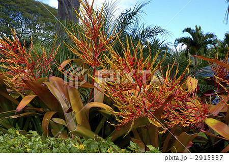 68110　エクメア 2915337