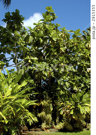 68123 パンノキ 68123 パンノキ 2915355