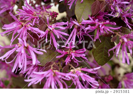 68143　トキワマンサク 2915381