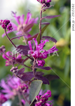 68144　トキワマンサク 2915382